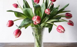 Как в домашних условиях сохранить срезанные тюльпаны