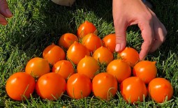 Желтоплодный томат Утенок: характеристики и описание сорта