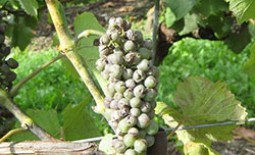 Мильдью (милдью) и оидиум — частые враги винограда. Как бороться с этими грибковыми болезнями