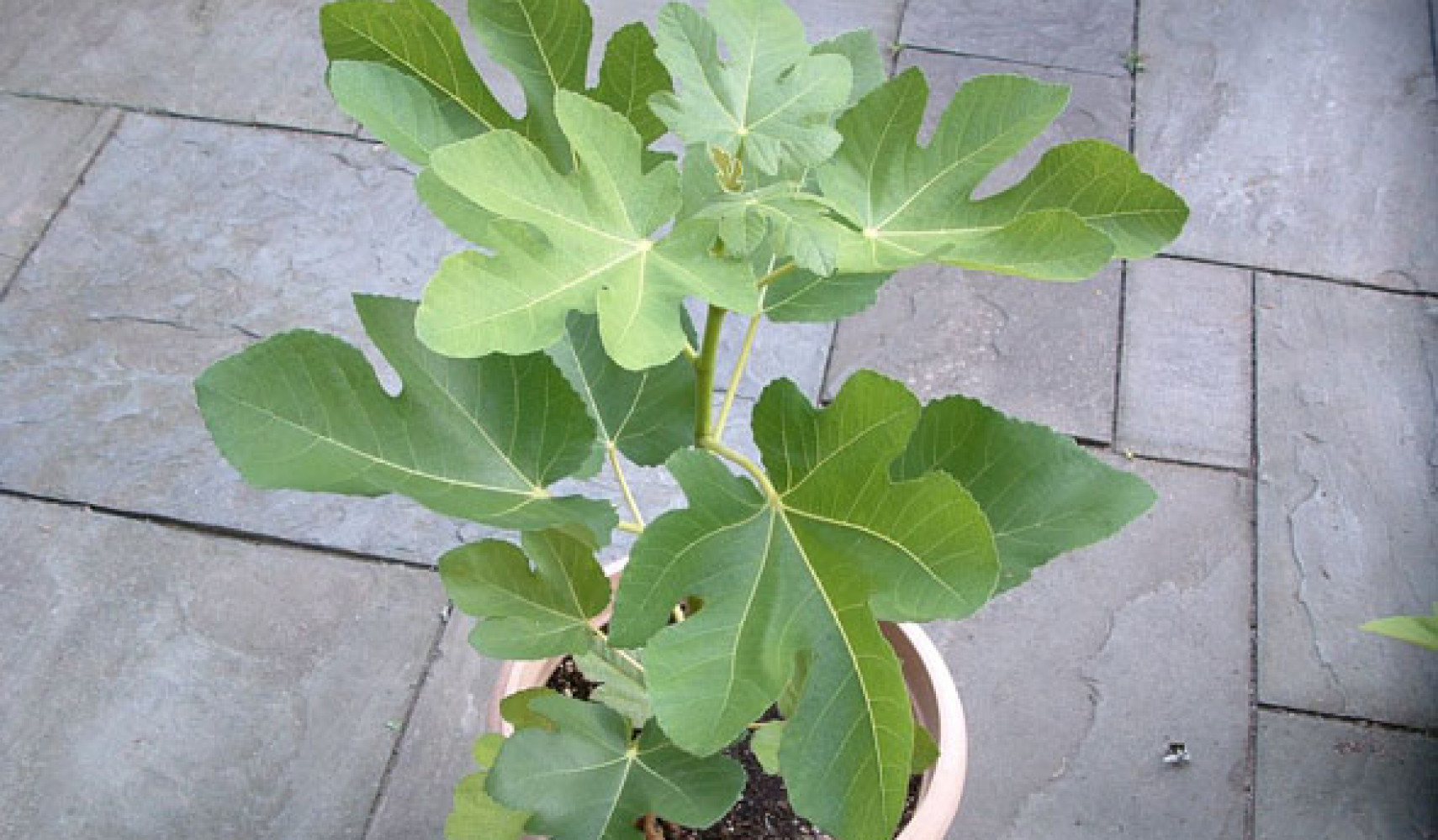 Инжир, выращивание в домашних условиях, посадка и уход, фото сортов ...