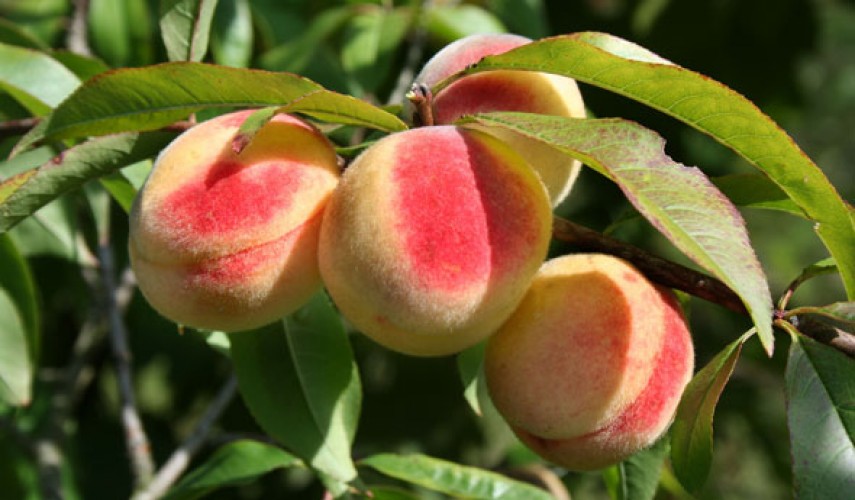 выращивание персика
