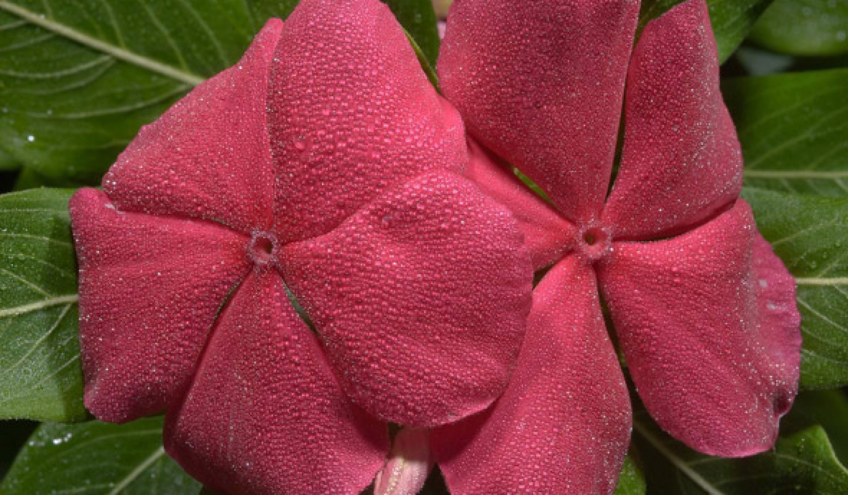 Катарантус цветок фото и описание и уход на клумбе