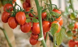 Новинка в мире томатов — гибрид Земледелец F1. Характеристика, фото и отзывы