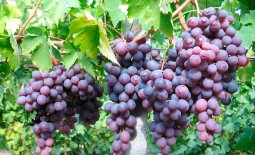 Виноград Кардинал: описание сорта старой селекции, советы по выращиванию и уходу, отзывы