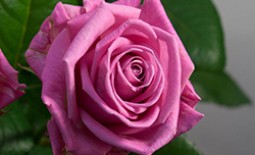 Характеристики и особенности розы Аква. Отзывы цветоводов