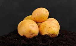 Популярный картофель из Германии – Адретта. Описание клубней и растения, методика культивирования, плюсы, минусы