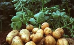 Болезни картофеля: подробное описание, методы лечения