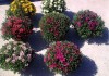 выращивание шаровидной хризантемы