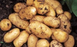 Картофель сорта Гранада: немецкое чудо на наших огородах