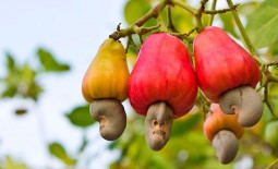 Орехи кешью – пищевая ценность и возможный вред