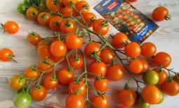 Описание и отзывы о томатах гибридного сорта Волшебная арфа