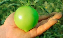 Томат зеленоплодный Изумрудные купола F1: описание, урожайность, техника выращивания, отзывы
