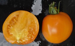 Томат урожайный Оранжевый спам F1: детальное описание, особенности, отзывы