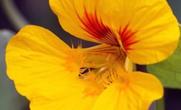 Настурция Девичья краса – красивый и неприхотливый цветок