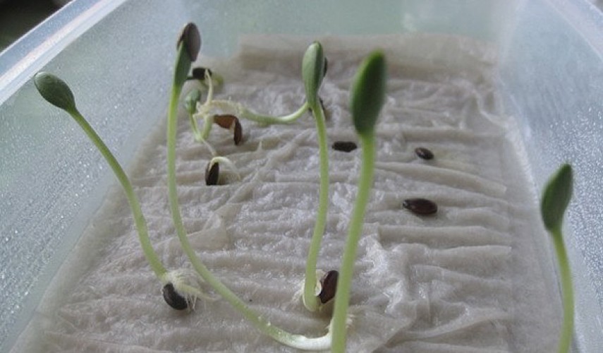 проращивание семян на туалетной бумаге в пластиковой бутылке