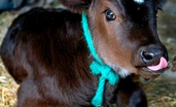 Выращивание молодых бычков в домашних условиях на мясо: подходящие породы, содержание, уход, расходы и доходы