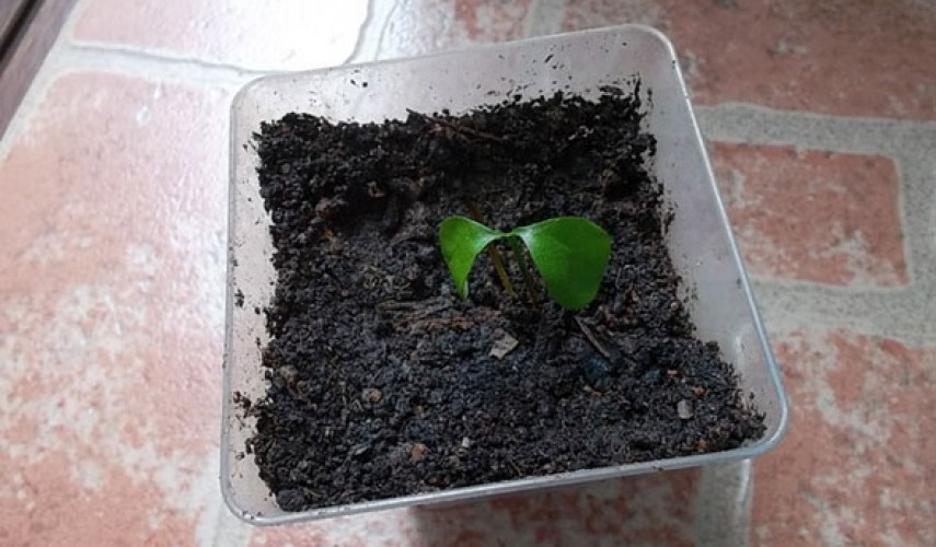 выращивание цитрофортунеллы