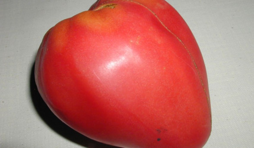 Сорт томатов Мазарини
