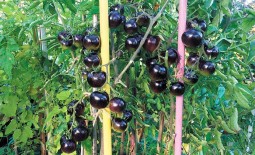 Томат с изумительным видом и неповторимым вкусом – Черная гроздь F1. Подробное описание и рекомендации