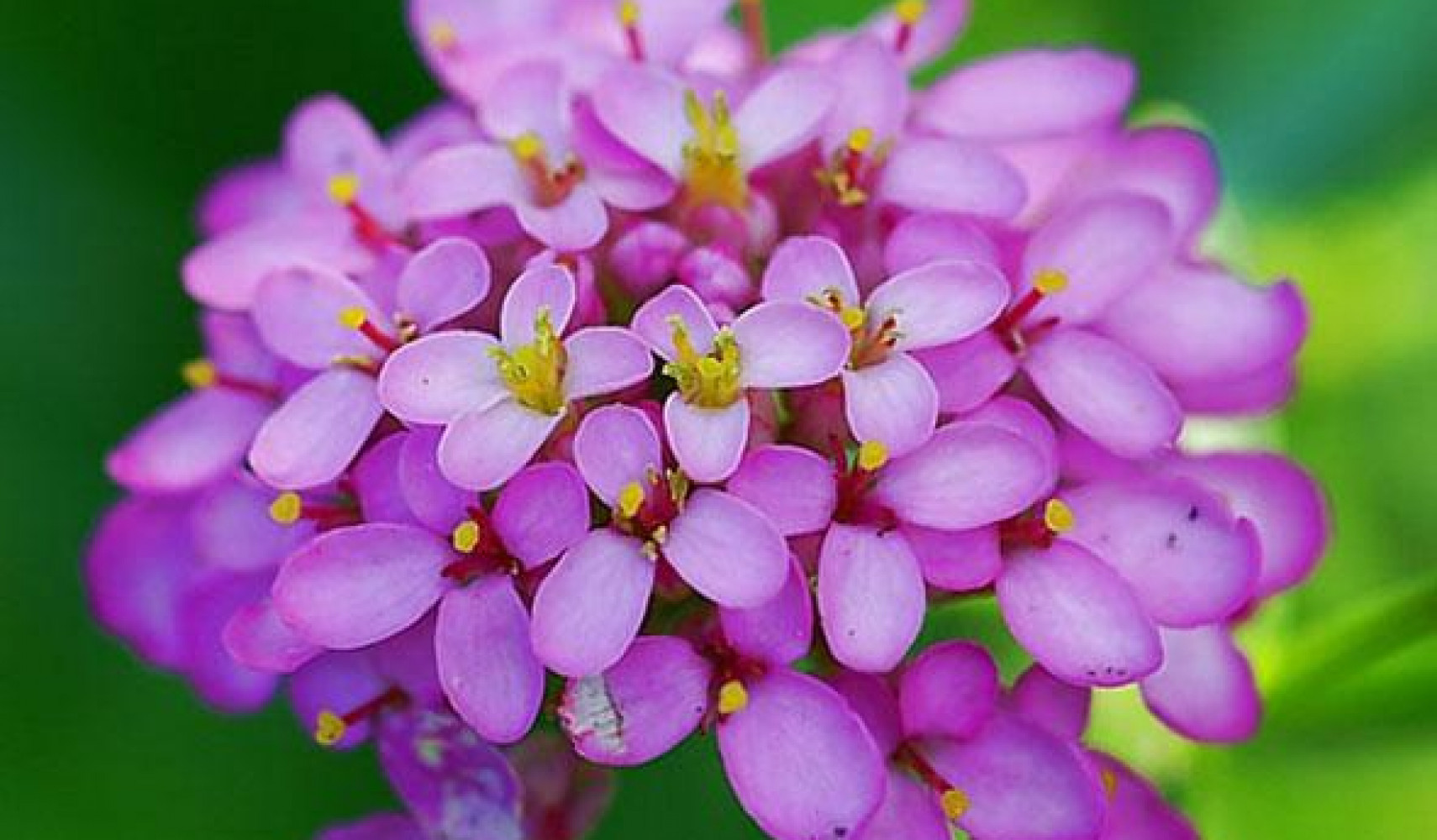 Иберис: посадка и уход, фото, размножение сорта, выращивание в открытом ...