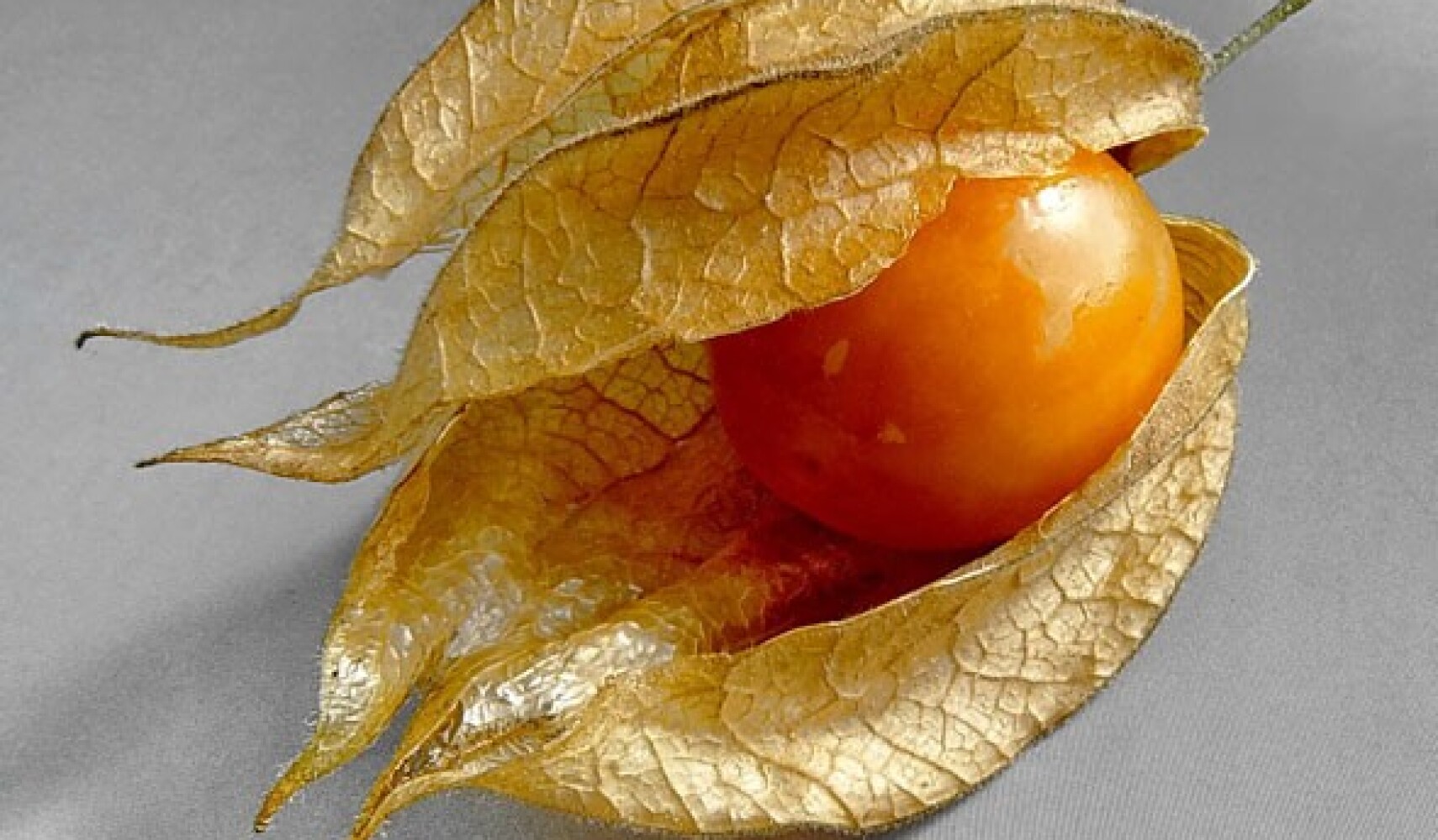 rostoucí physalis