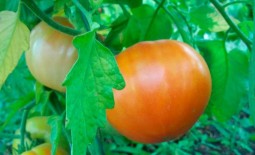 Король королей – повелитель томатных полей. Описание и рекомендации по выращиванию крупноплодного сорта
