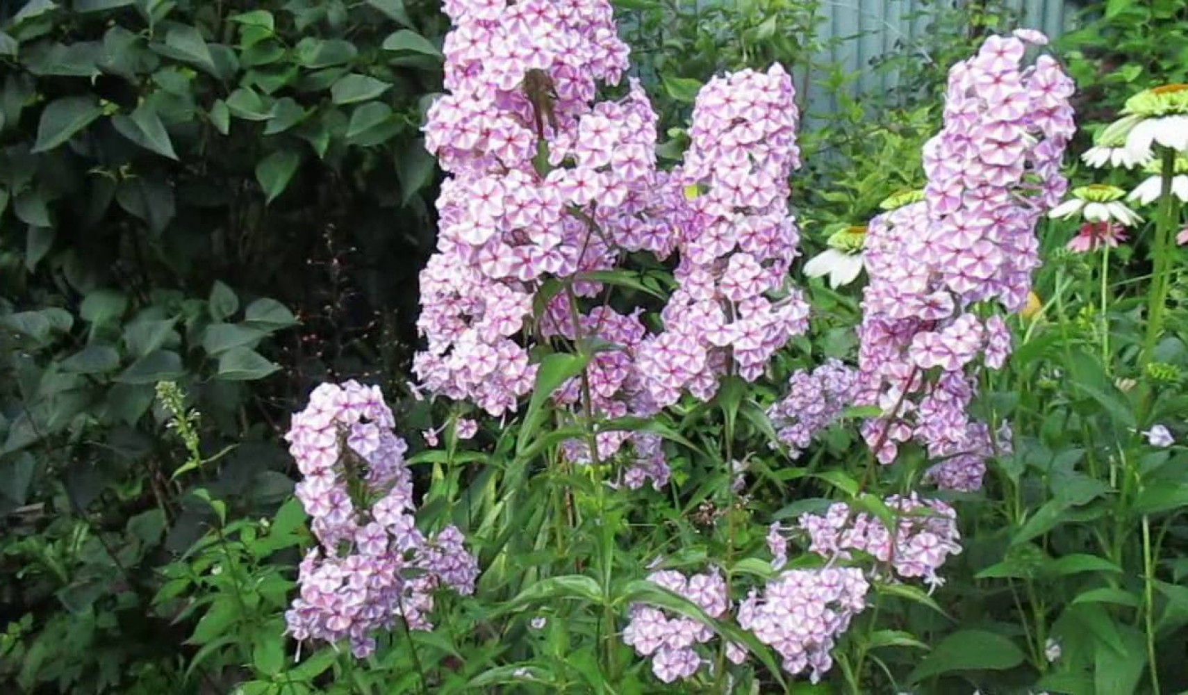 Флокс метельчатый: фото, сорта, описание и названия, посадка и уход, отзывы