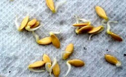 Как правильно и быстро прорастить семена огурцов для посадки в домашних условиях