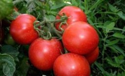 Сорт «Толстой F1» — томатная классика на грядке