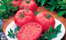 Пинк леди F1: полное описание и рекомендации по уходу за крупноплодным томатом