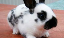 Кролики выгодной породы под названием бабочка: содержание, разведение, фото
