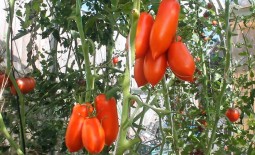 Томат высокоурожайный Супербанан: особенности плодов, описание агротехники, мнение садоводов
