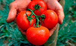 Катрина блестящая и урожайная: как вырастить неприхотливый томат. Подробное описание и рекомендации