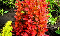 Растения для сада: барбарис сорта Оранж Рокет