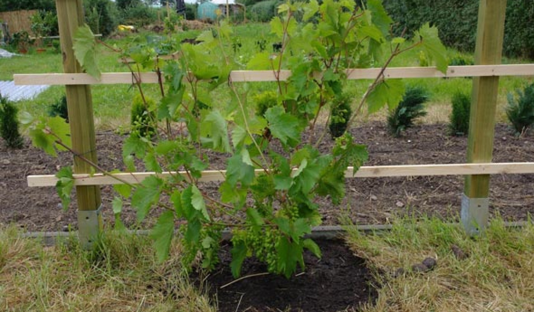 Ограда для винограда своими руками фото