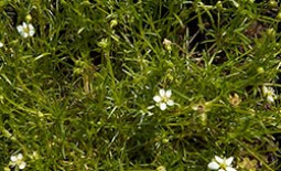 Мшанка шиловидная – имитация газонной травы