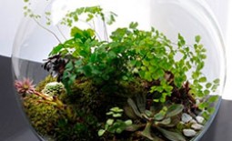Растения для флорариума: какие выбрать