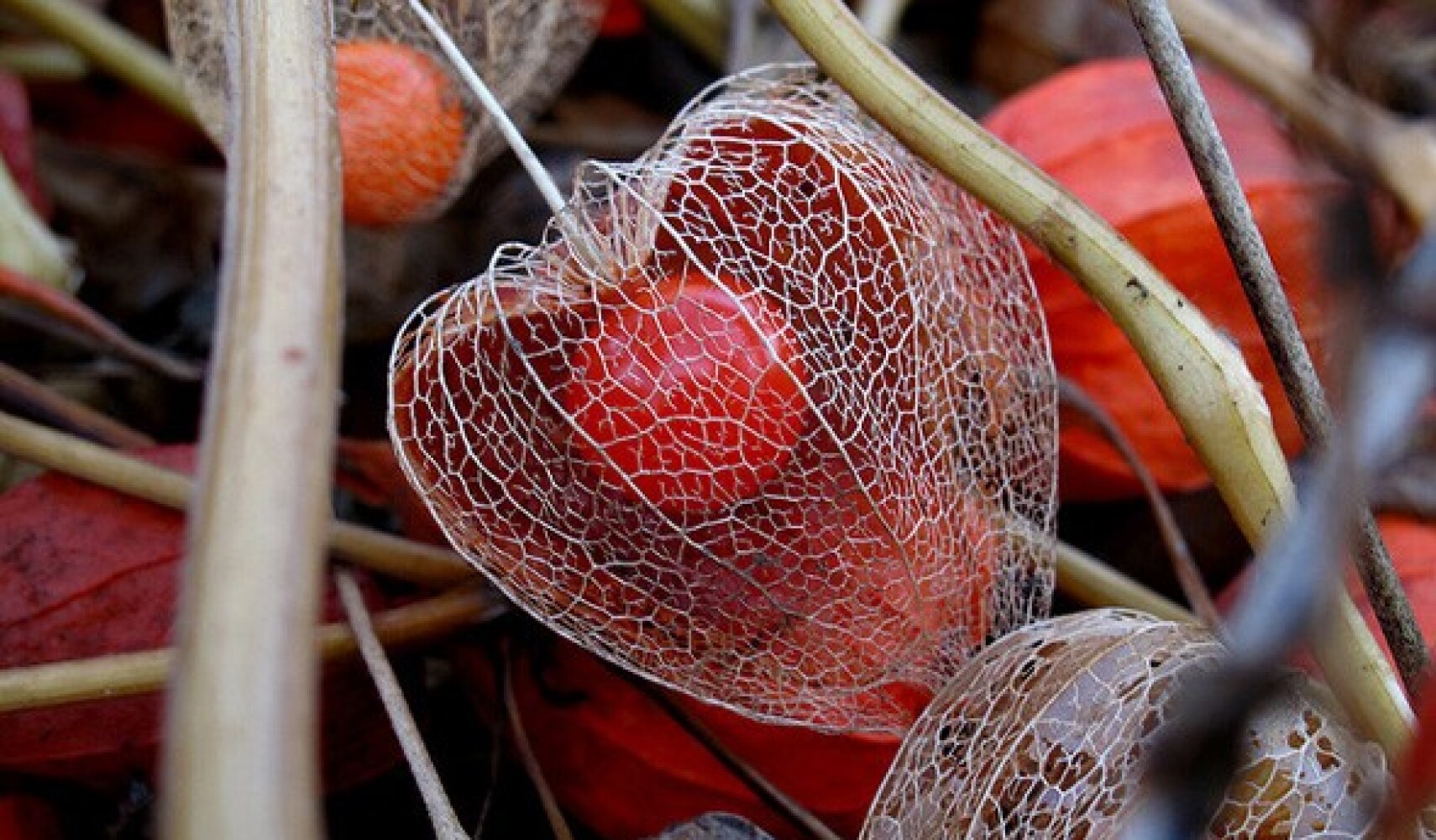 rostoucí physalis