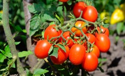 Черри Ира: полное описание и советы по культивации мелкоплодного томата