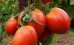 Северный томат – великан Севрюга