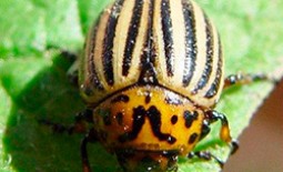 Применение препарата «Престиж» от колорадского жука и других вредителей