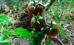 Диетический томат с фруктовым вкусом Черная лакомка F1: детальное описание, агротехника, отзывы