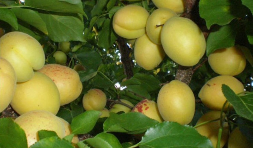 Сорт абрикоса ананасный