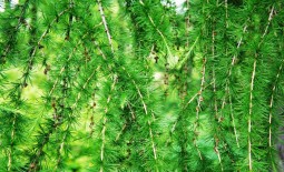 Дерево с опадающей хвоей: советы по уходу за лиственницей европейской