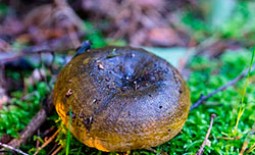 Описание и характеристики чёрного груздя: как замариновать и сделать засолку гриба на зиму