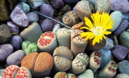 Литопс (Живой камень): как вырастить экзотическую культуру в домашних условиях