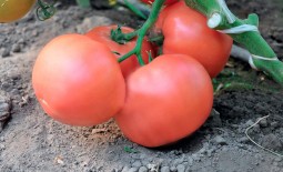 Эсмира F1 – томат-гибрид. Описание, особенности выращивания, достоинства и недостатки