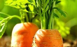 Морковь: особенности выращивания в открытом грунте