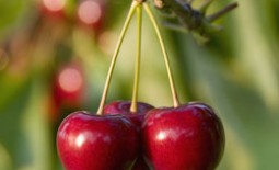 Осенняя подкормка вишни: лучшие удобрения для правильного роста