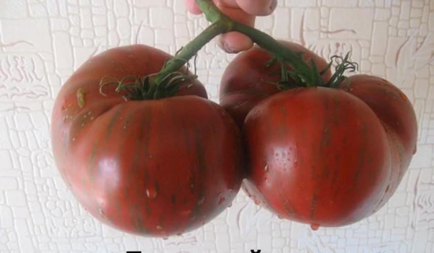 Сорт томатов Полосатый шоколадный